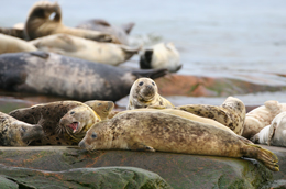 Grey seals